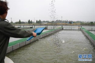 浙江湖州 跑道養(yǎng)魚新變革，畜牧漁業(yè)飼料銷售迎契機(jī)
